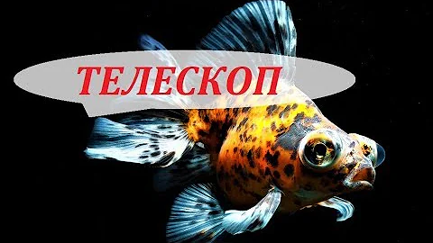 ЗОЛОТАЯ РЫБКА ТЕЛЕСКОП в аквариуме. Содержание, размножение, совместимость и уход