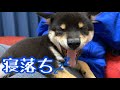 柴犬(豆柴)子犬 / 寝落ちしそうだが頑張る犬 Shiba Inu dogs puppy that seems to fall asleep but does its best