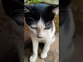 Cute Baby Cat Funny moments Short's Real Video #cat #funny #real #shortvideo #vairalvideo #100kvews