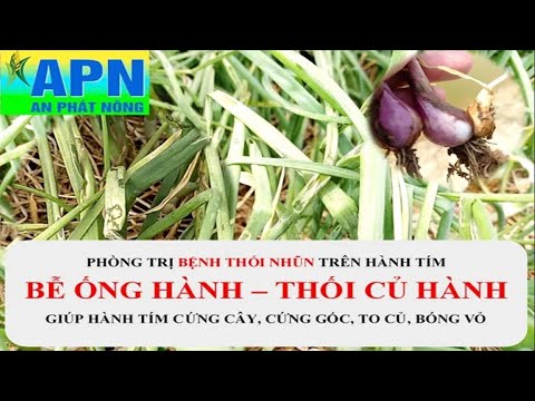 Video: Bệnh do vi khuẩn trên cây phong lữ thảo - Xác định đốm lá và thối thân trên cây phong lữ thảo