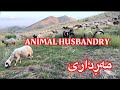 Animal husbandry in the mountains   sardasht68