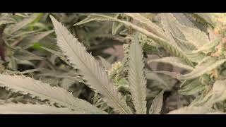 Day 38 | Water Only Organic Living Soil Medicinal Grow | Growers Choice LED