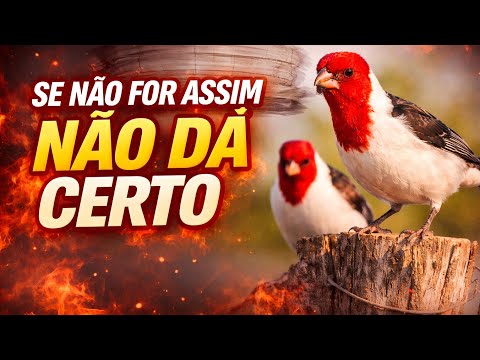 Só dá certo se for Assim tirar filhotes de Galo de Campina 