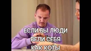Если бы люди вели себя как коты Если бы люди вели себя как коты