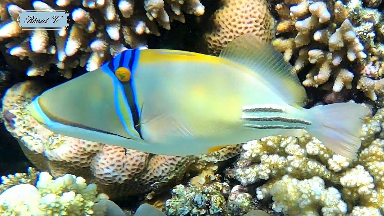 37 secondes pour découvrir les merveilles de la mer rouge YouTube