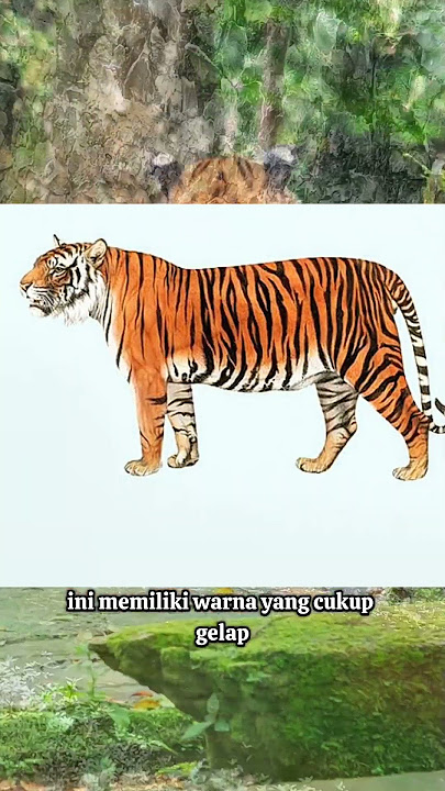 Perbedaan harimau jawa dan Sumatra #amazing #animals