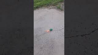 tortoise by fox fireworks ๐ demo