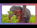 Scratching in the Rain | Elephant Uses Tree as Scratching Post