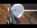 How To Make A Chicken Waterer Using 5 Gallon Bucket - Easy DIY