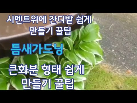 #시멘트위잔디밭만들기쉬워요 꿀팁#Tips for making a lawn on concrete easily#wk#큰화분쉽게만들기,#잔디밭쉽게만들기,#겨울에도초록색의양잔디,