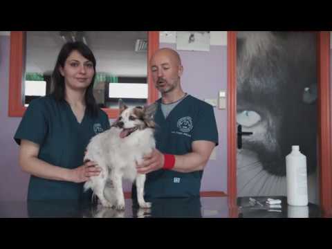 Video: Come Fare Un'iniezione Sottocutanea A Un Cane