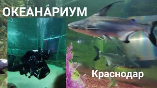 Океанариум в Краснодаре. 2023  Погружение аквалангиста в аквариум с акулами. Krasnodar Oceanarium