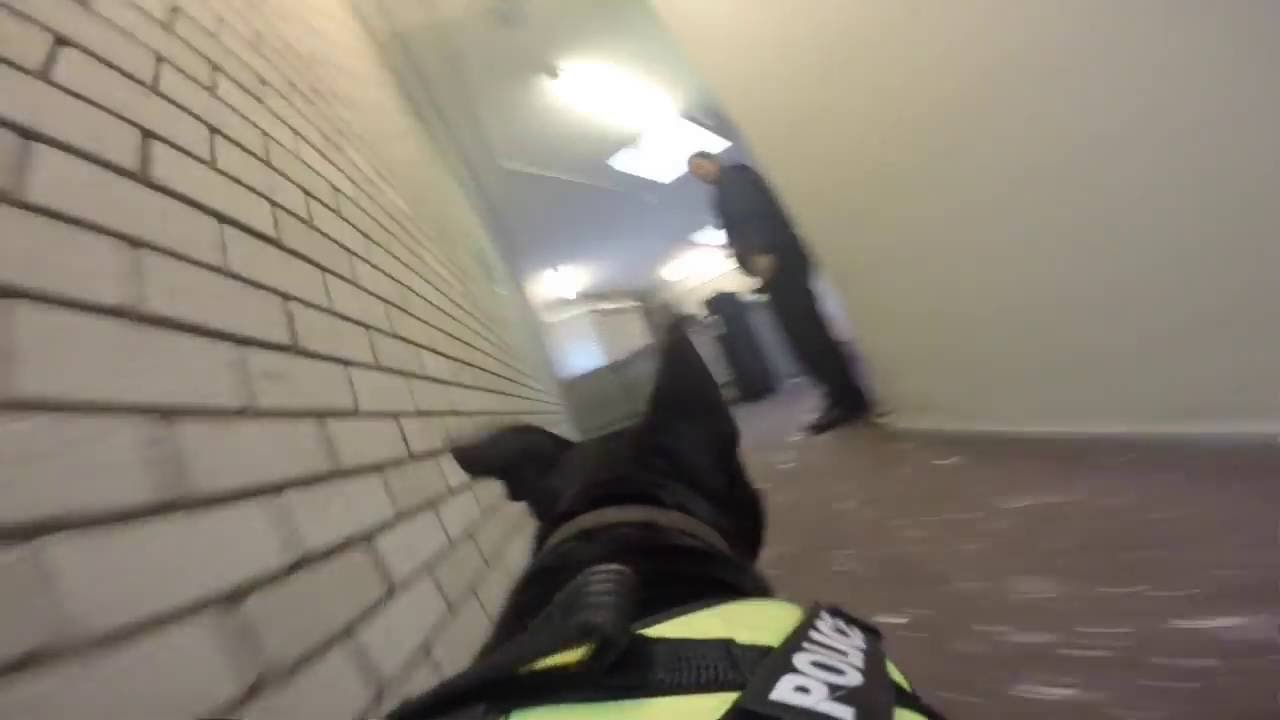 stella-the-staffie-police-dog-youtube