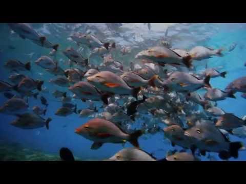 Sony VPL-HW65ES Projector Summary presented by Projector Reviews TV Sony VPL-HW65ES Projector Summary presented by Projector Reviews TV