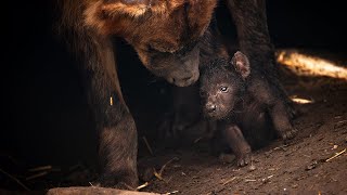 Hyenaclan breidt uit met felle pup in ZOO Planckendael