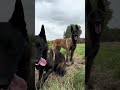 #dogsofyoutube #malinois #malinoispower #dogsvideo #pastorbelgamalinois #hunde #chiens