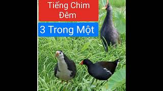 Tiếng Cúm Núm - Trích Ré - Quốc Chim Đêm Cho Anh Em Lưới Đem