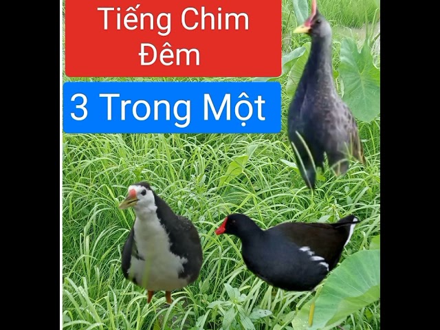 Tiếng Cúm Núm - Trích ré - Quốc # Chim Đêm cho anh em lưới đem class=