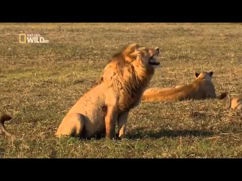 წადი წადი გადი