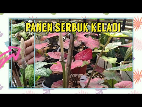 Video: Apakah benang sari menghasilkan serbuk sari?