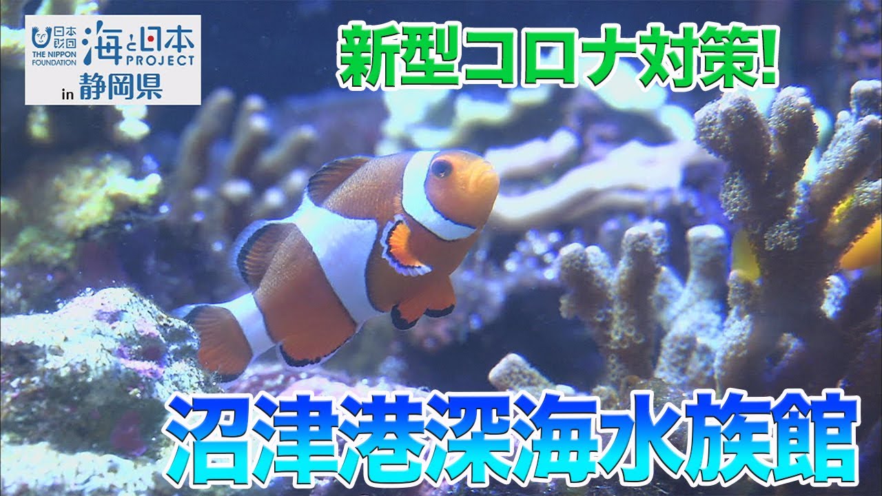 沼津港深海水族館 日本財団 海と日本project In 静岡県 32 Youtube