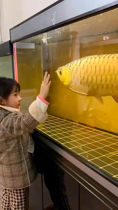 Look at the size of that Super Golden Arowana 😳