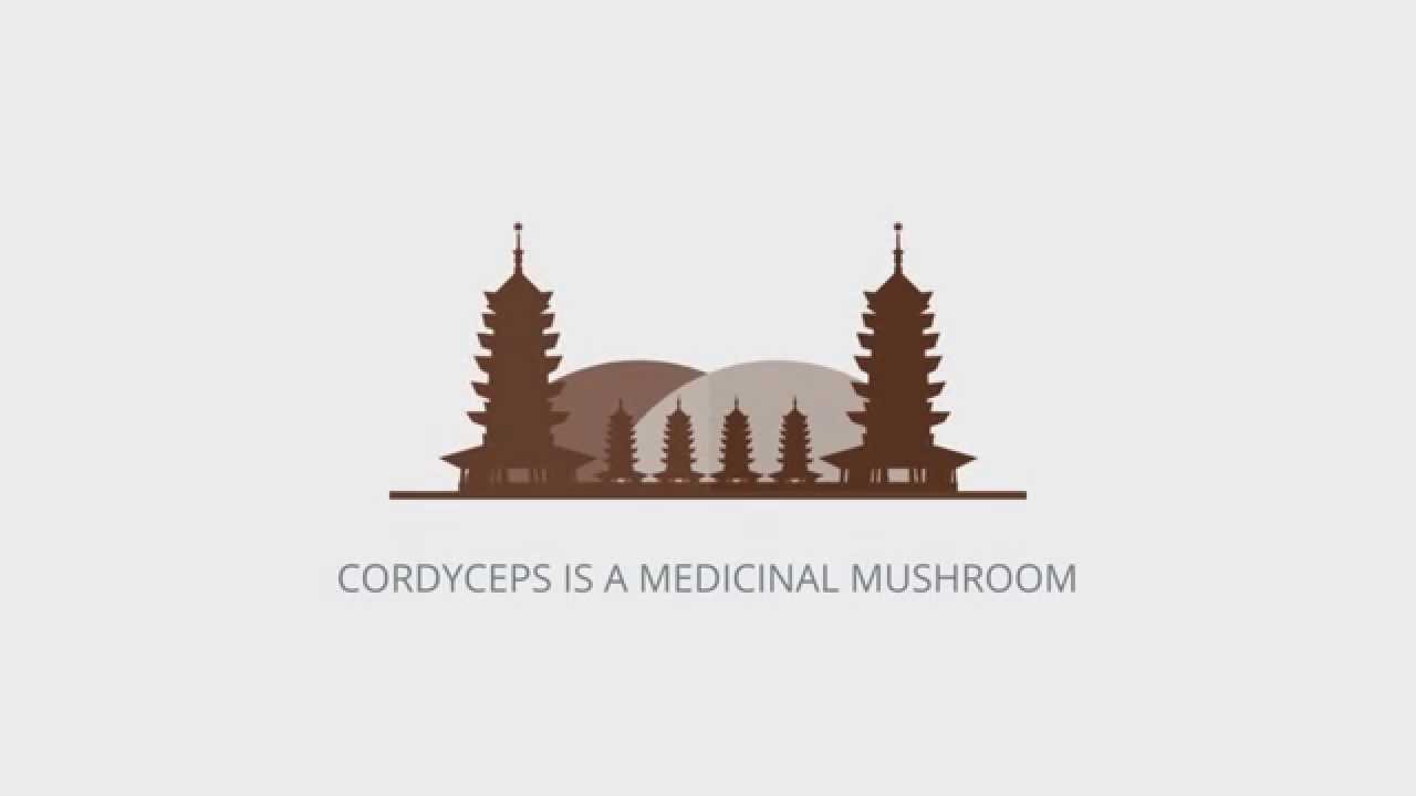 What is Cordyceps What is Cordyceps