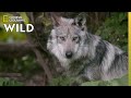 Wolf pups get a checkup  secrets of the zoo