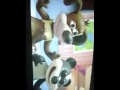 الحمل الضريف