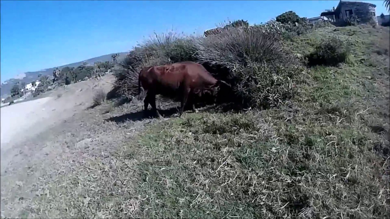Los Jerezanos (Playa de Bolonia)
