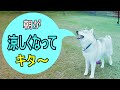 朝が涼しくなってきました／はすき＆りお