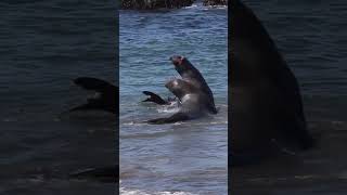 You Wont Believe What These Sea Creatures Are Doing