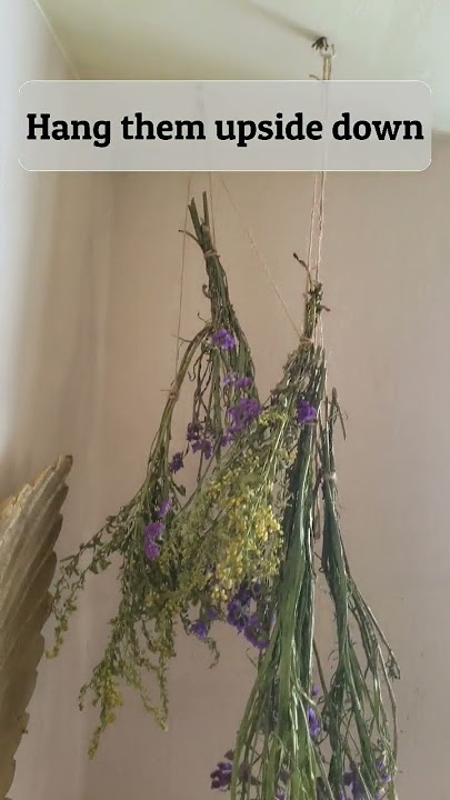 How I Preserve Flowers | Dried Flowers #shortsvideo