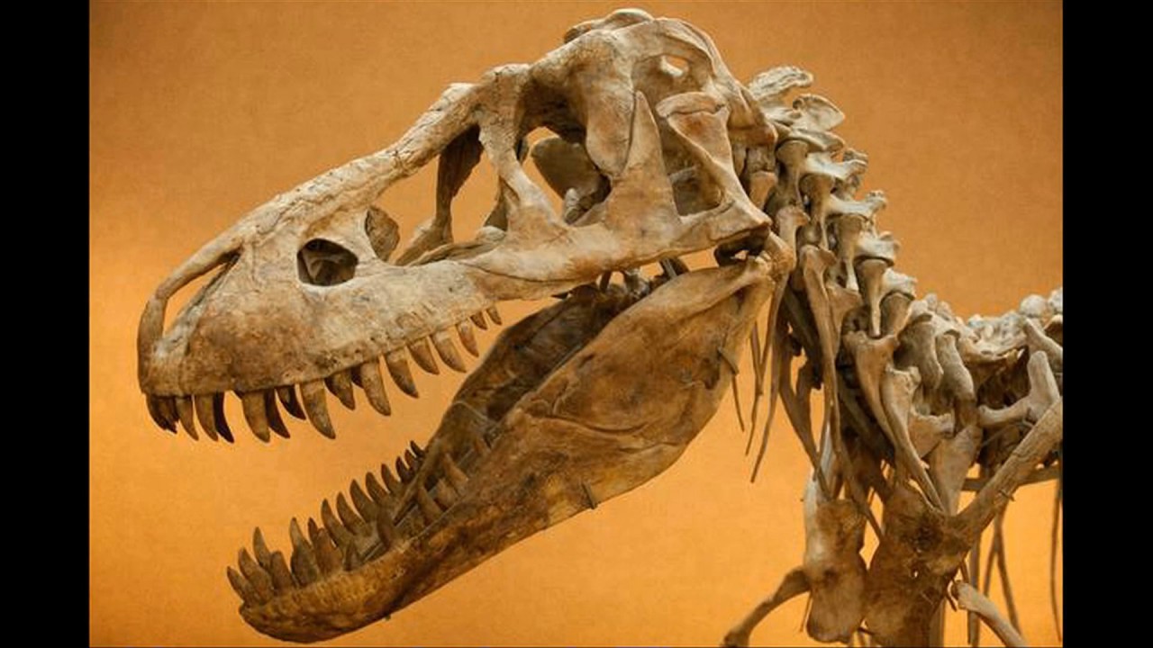 Ищите динозавров. Diamantinasaurus matildae. Фосиль динозавр. Тираннозавр останки раскопки рекс. Кости динозавров.