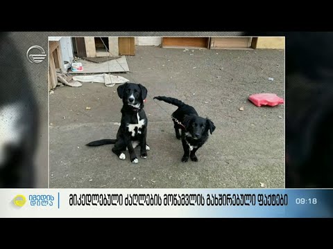 მიკედლებული ძაღლების მოწამვლის გახშირებული ფაქტები