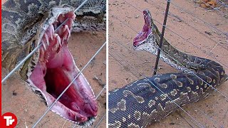 10 Insane Moments Animals Get Electrocuted