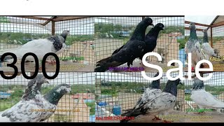 Pigeons for sale | bahut saste kabutar | jammu & Kashmir |