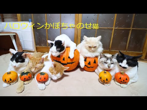 ハロウィンかぼちゃと猫 Halloween pumpkin　211030