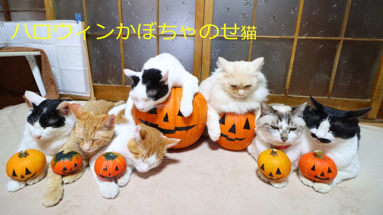 ハロウィンかぼちゃと猫 Halloween Pumpkin Youtube