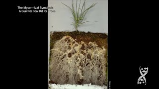 JGI@25: Francis Martin on ectomycorrhizal fungi
