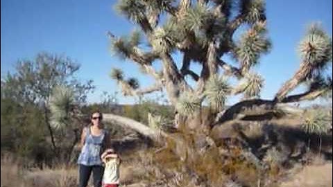 Arizona Joshua Trees
