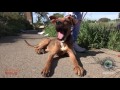 Caught On Camera - Skinny Dog Abandoned on Side of Freeway Rescued - Hope For Dogs Like My DoDo