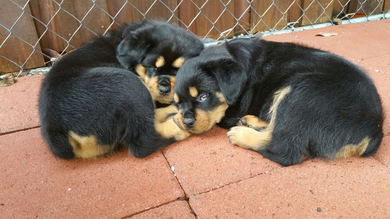 Rottweiler Puppy Ep. 0: Weeks One Through Eight - YouTube