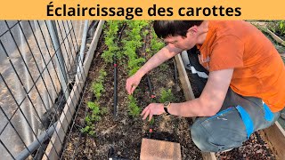 Éclaircissage des carottes