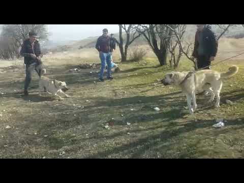 kangal boğuşu