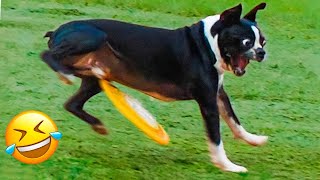 Funny Animal Videos 2023   Meet Funniest Dog Richard!  English Toy Terrier Compilation