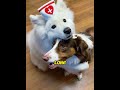 He Cried at His Sister's Grave Every Day. Then a Birthday Box Changed Everything!#dogloyalty #puppy