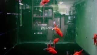 missing home - nineishuman (slowed)
