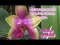 Орхидея в домашних условиях. Princess Kaiulani первое цветение за 5 лет! Другие орхидеи были/стали