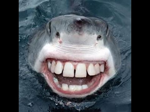 Vídeo: Tubarão Antigo Que Leva O Nome De Galaga Porque Seus Dentes Se Parecem Com A Icônica Nave Espacial De Videogame